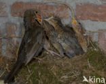 Eurasian Blackbird (Turdus merula)