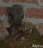 Merel (Turdus merula)