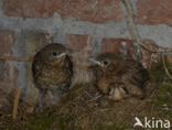 Merel (Turdus merula)