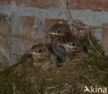 Merel (Turdus merula)