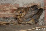 Merel (Turdus merula)