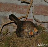 Merel (Turdus merula)