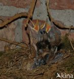 Eurasian Blackbird (Turdus merula)