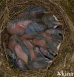 Merel (Turdus merula)