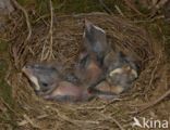 Merel (Turdus merula)