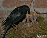 Merel (Turdus merula)