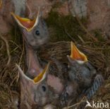 Eurasian Blackbird (Turdus merula)