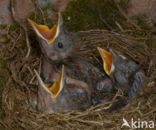 Eurasian Blackbird (Turdus merula)