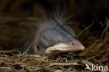 Merel (Turdus merula)