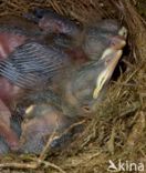 Eurasian Blackbird (Turdus merula)