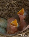 Merel (Turdus merula)