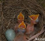 Merel (Turdus merula)