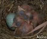 Eurasian Blackbird (Turdus merula)