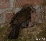 Eurasian Blackbird (Turdus merula)