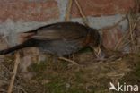 Merel (Turdus merula)