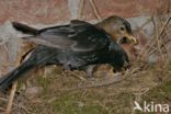 Eurasian Blackbird (Turdus merula)