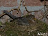 Eurasian Blackbird (Turdus merula)