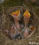 Eurasian Blackbird (Turdus merula)