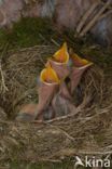 Merel (Turdus merula)