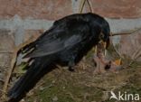 Merel (Turdus merula)