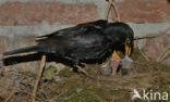 Merel (Turdus merula)