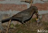 Merel (Turdus merula)