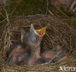 Eurasian Blackbird (Turdus merula)