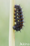 Red Admiral (Vanessa atalanta)