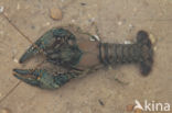 Virile Crayfish (Orconectes virilis)