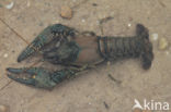 Virile Crayfish (Orconectes virilis)