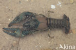 Virile Crayfish (Orconectes virilis)