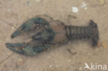 Virile Crayfish (Orconectes virilis)