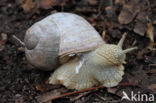 Wijngaardslak (Helix pomatia)