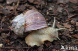 Wijngaardslak (Helix pomatia)