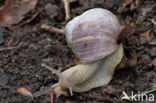 Wijngaardslak (Helix pomatia)