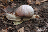 Wijngaardslak (Helix pomatia)