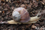 Wijngaardslak (Helix pomatia)