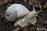 Wijngaardslak (Helix pomatia)