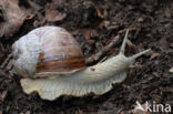 Wijngaardslak (Helix pomatia)