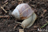 Wijngaardslak (Helix pomatia)