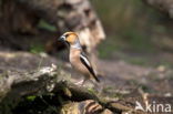 Hawfinch (Coccothraustes coccothraustes)