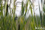 Eurasian Reed-Warbler (Acrocephalus scirpaceus)