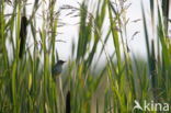 Eurasian Reed-Warbler (Acrocephalus scirpaceus)