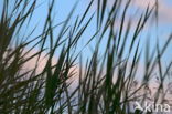 Common Reed (Phragmites australis)