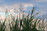 Common Reed (Phragmites australis)