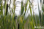 Eurasian Reed-Warbler (Acrocephalus scirpaceus fuscus)