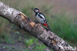 Great Spotted Woodpecker (Dendrocopos major)