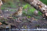 Song Thrush (Turdus philomelos)