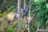 Glanskop (Parus palustris)