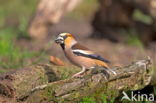 Appelvink (Coccothraustes spec.)